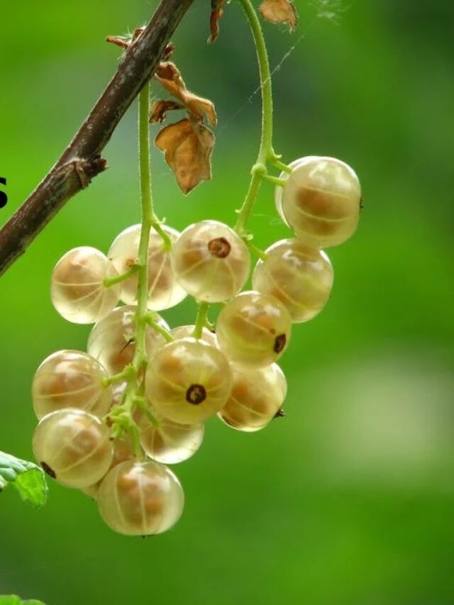 benefits of gooseberries